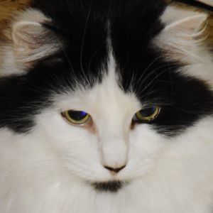 Meet your Posher, Janet